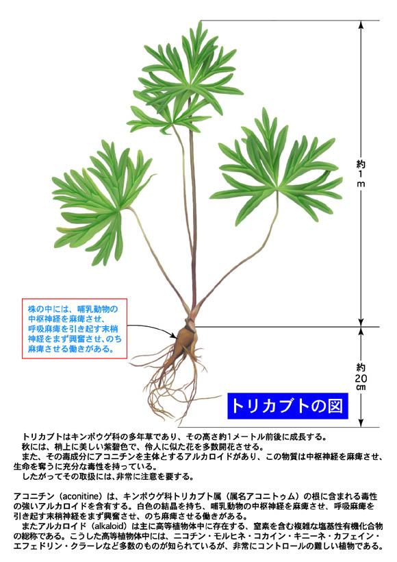 大東流霊的食養道 食材知識と応急処置